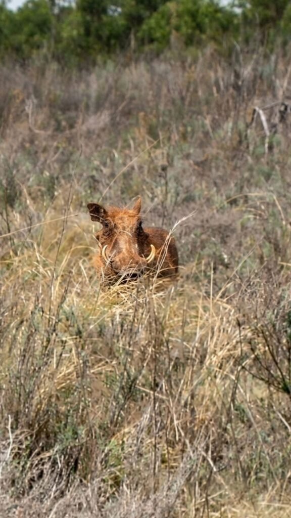 Warthog looking through the grass at Sibani Lodge Magaliesberg