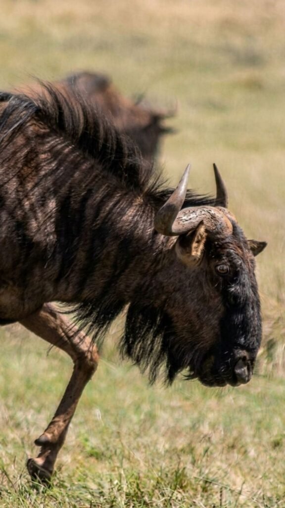 Close-up of a wildebeest during a private game drive at Sibani Lodge