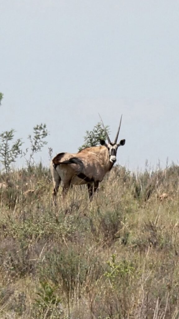 Lone gemsbok standing on a grassy rise at Sibani Lodge